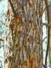 An emerald ash borer-infested tree invites attacks by woodpeckers.

COURTESY OF THE UNIVERSITY OF MINNESOTA EXTENSION